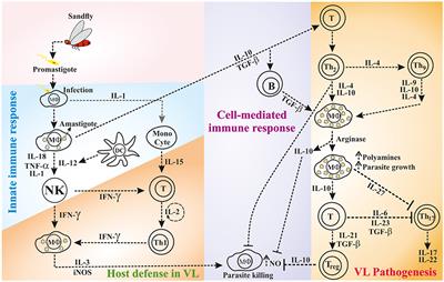 Cytokines: Key Determinants of Resistance or Disease Progression in Visceral Leishmaniasis: Opportunities for Novel Diagnostics and Immunotherapy